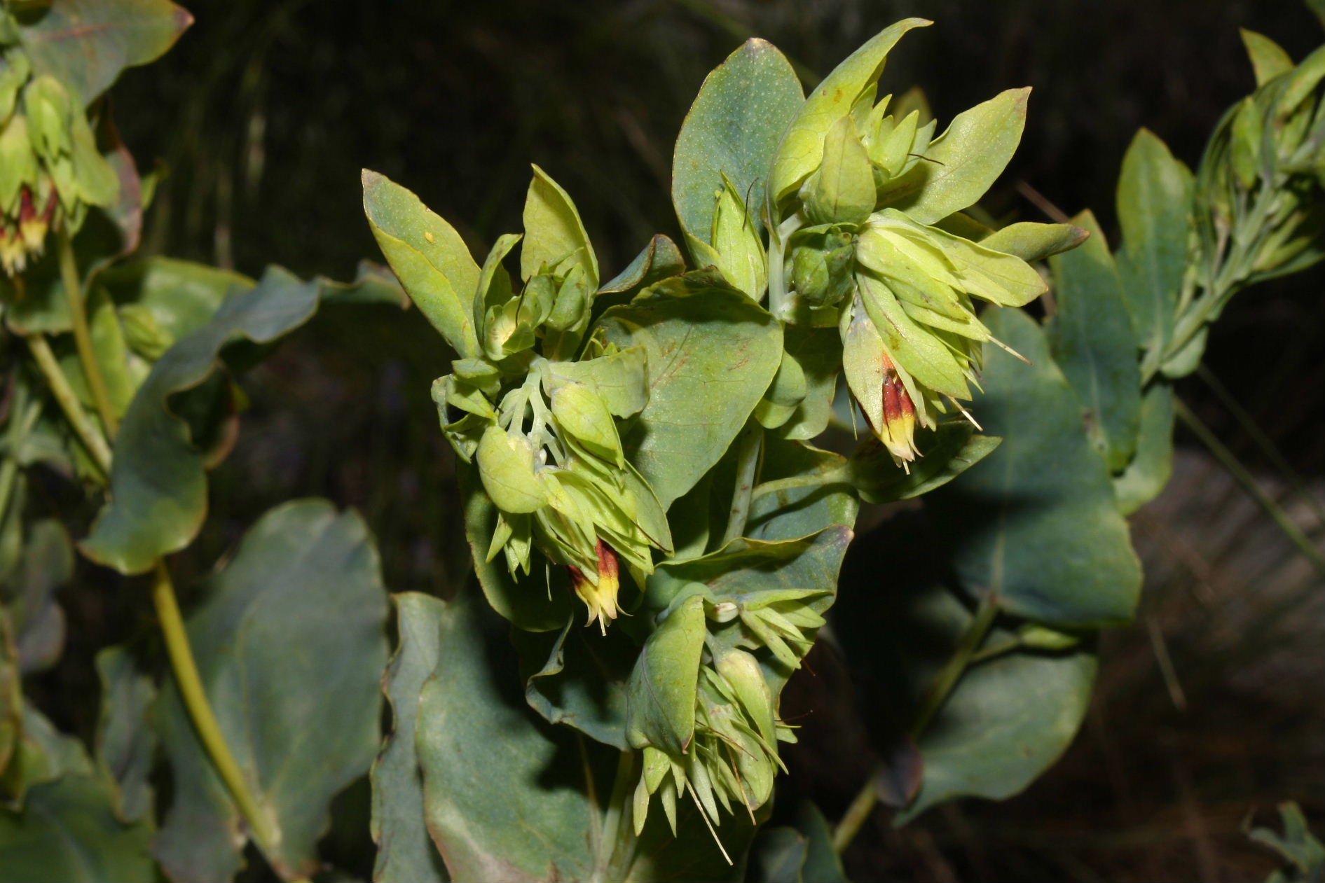 Cerinthe minor subsp. auriculata / Erba vajola auricolata